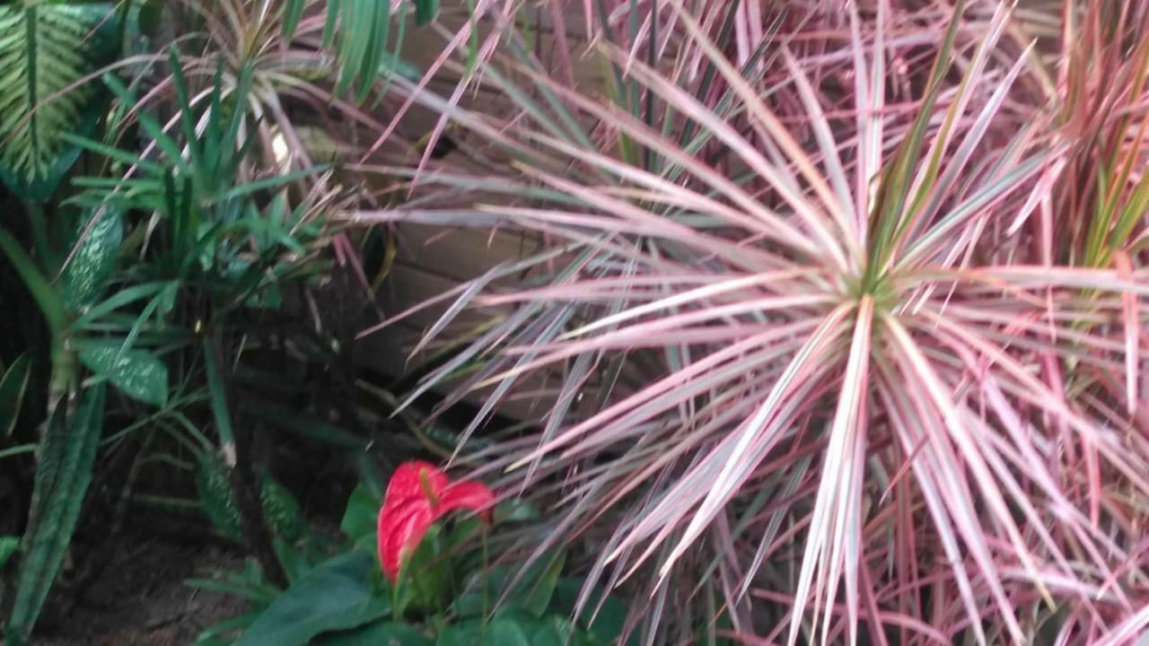 Pousada Morro Do Rosa 프라이아도로사 외부 사진